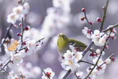 春を見上げて