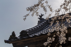 鯱と桜