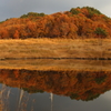 池の中の紅葉