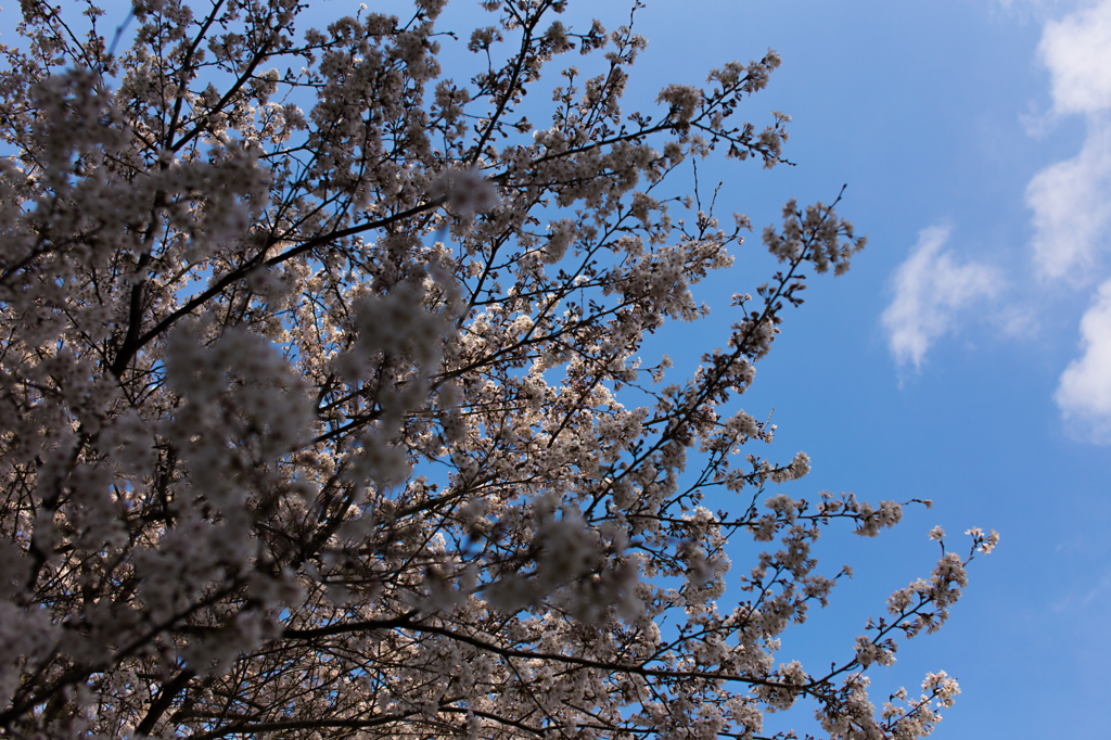 近所の神社の桜'14
