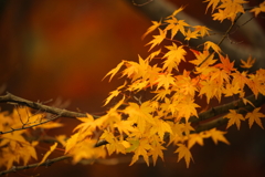 流れる紅葉