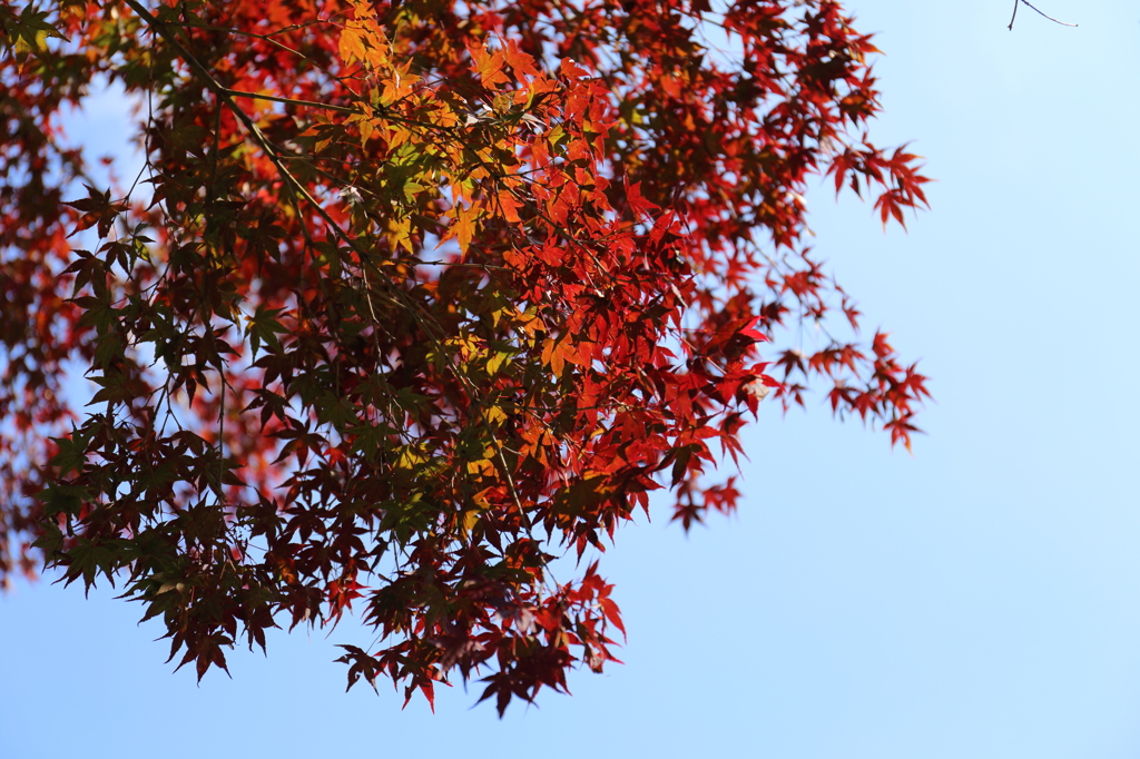 紅・グラデーション
