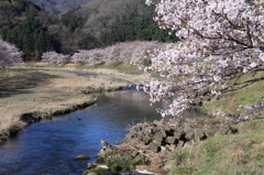 河川敷の桜