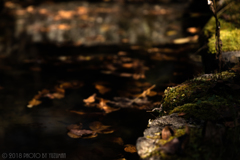 池と苔と落ち葉と光と影と