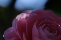 春の散歩(5/6)