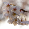 滴る桜