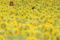 Smile of a sunflower