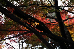 幹の間からこんにちは