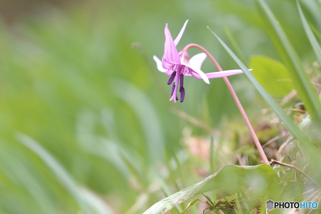カタクリの花が開く頃
