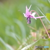 カタクリの花が開く頃