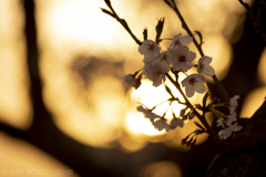 万葉岬の桜（３／７）