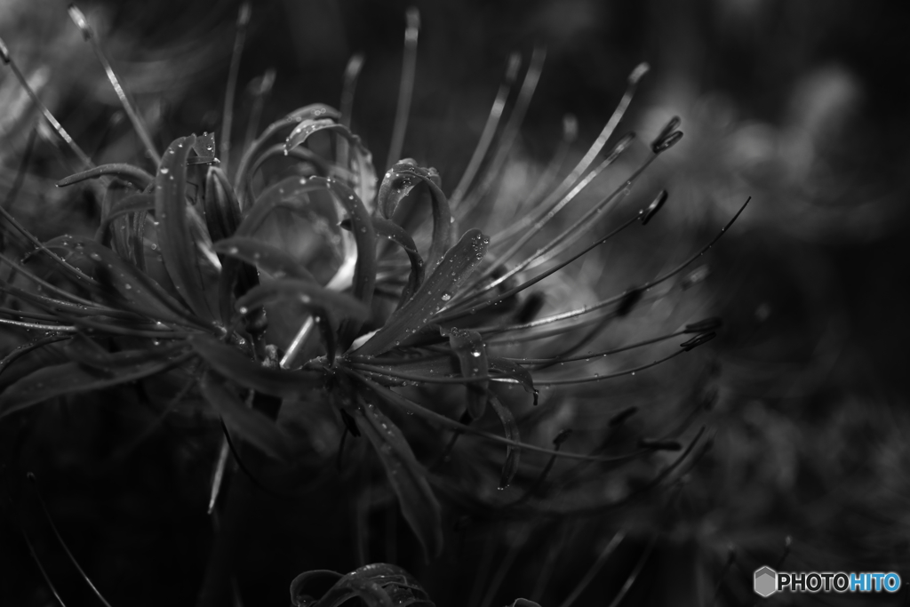 monochro cluster amaryllis