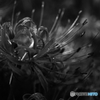 monochro cluster amaryllis