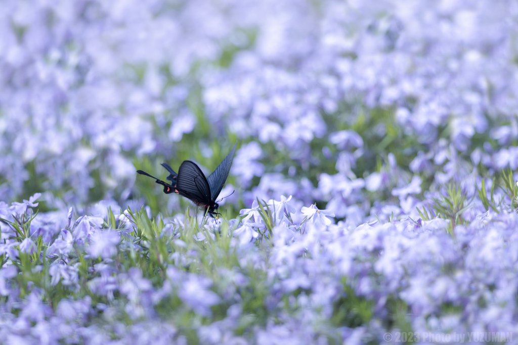 ヤマサの芝桜（３／４）