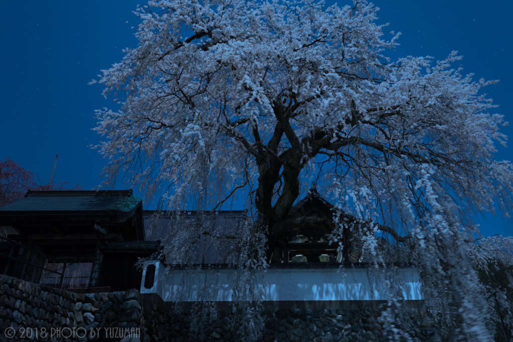 眠れる大糸桜
