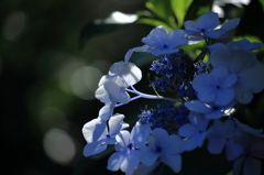 木漏れ日を浴びる紫陽花