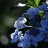 木漏れ日を浴びる紫陽花