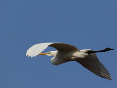 幸せ尽くめDay～鳥編～(5/10)