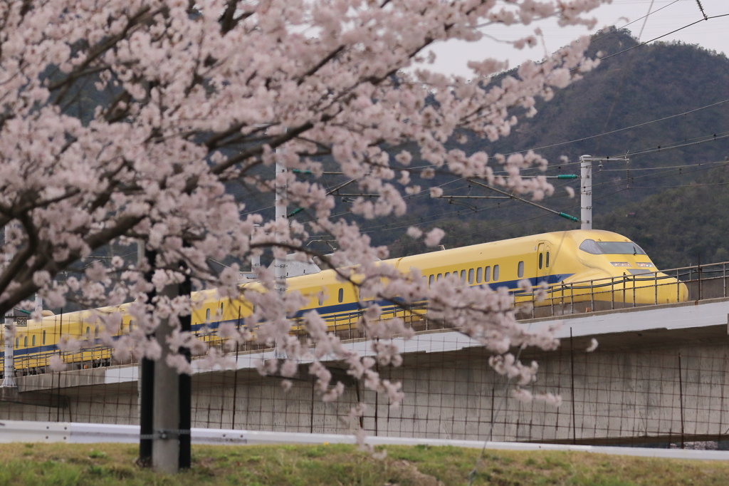 桜とさくら -featuring Dr.yellow-(4/5)