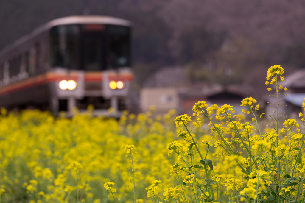 菜の花と電車