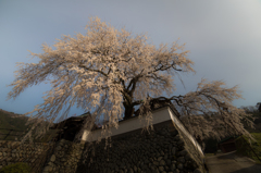 迫る枝垂れ桜