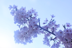 柔桜