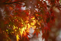 EF135mm F2L USM描写テスト（２／６）