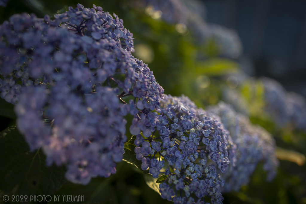 庭の花（３／６）