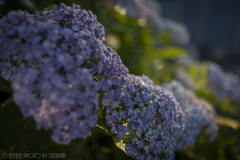 庭の花（３／６）