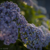 庭の花（３／６）