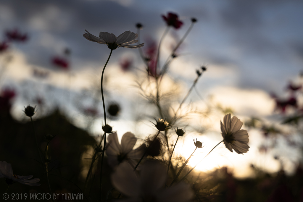 激しく揺れる秋の桜