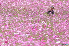 花より・・・