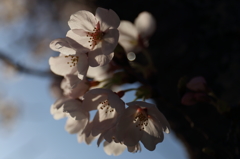 目覚める桜