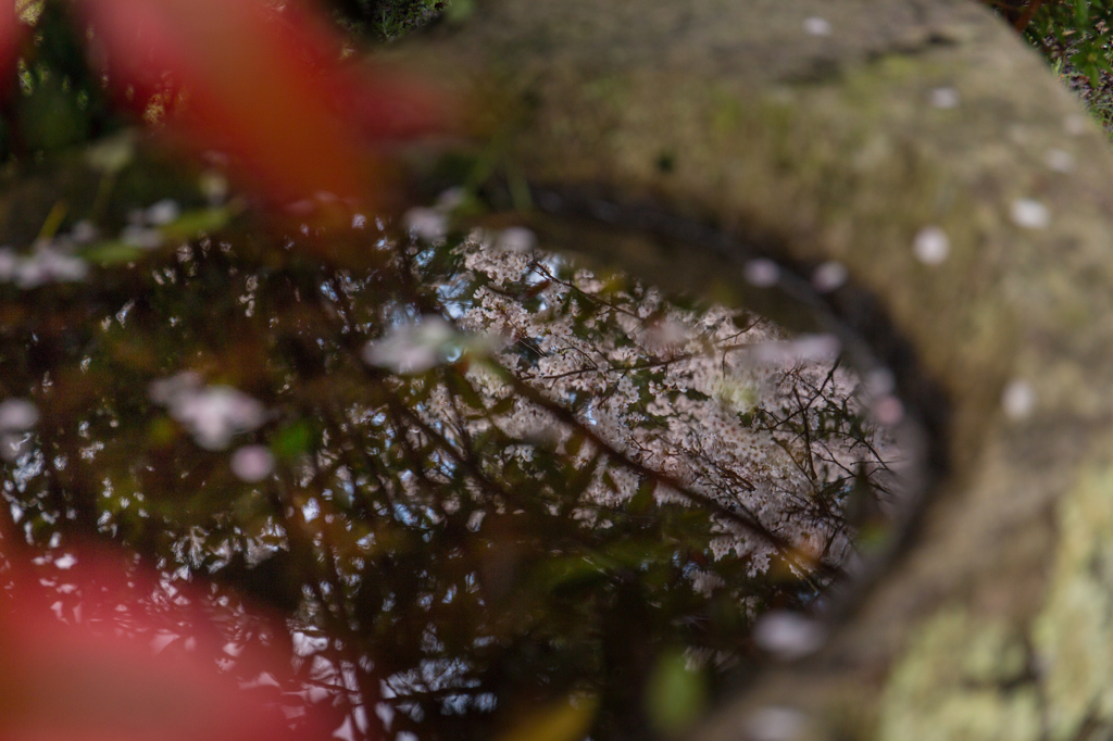 映り込む桜