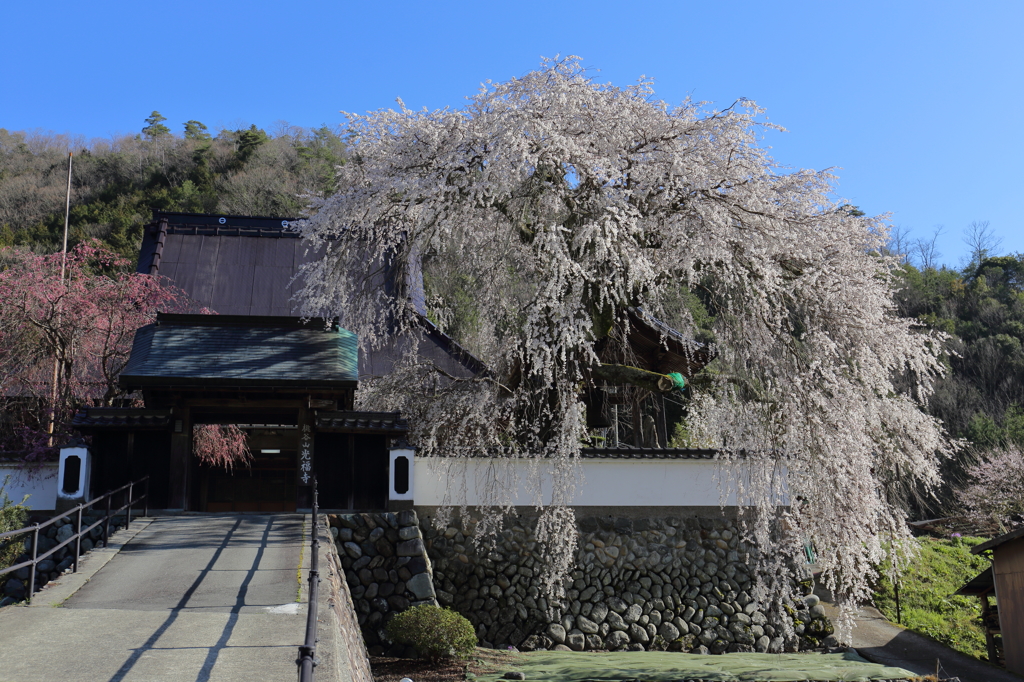 光福寺の枝垂れ桜'15