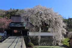 光福寺の枝垂れ桜'15