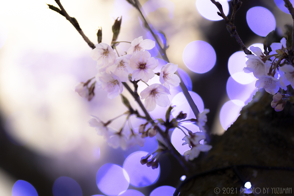 万葉岬の桜（５／７）