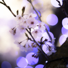 万葉岬の桜（５／７）
