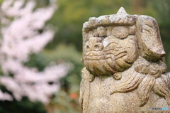 神社の桜（3/6）