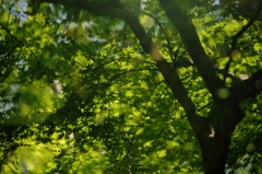 水の中の新緑