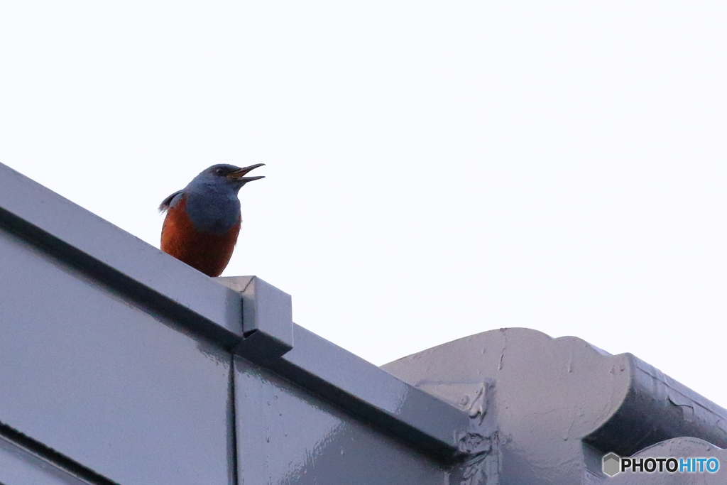 珍鳥現る