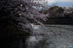 姫路城の桜（3/7）