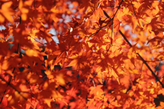 紅葉待ちきれず・・・