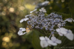 庭の花（１／６）