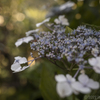 庭の花（１／６）