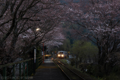 平成最後の桜トンネル