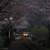 平成最後の桜トンネル