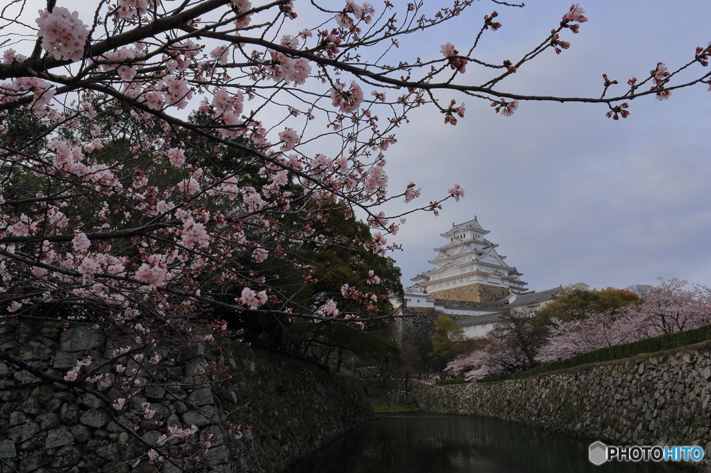姫路城の桜（6/7）