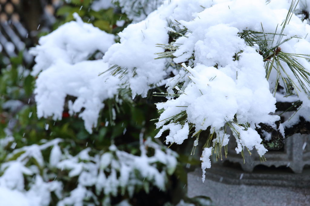 雪と松の葉
