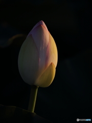 夕焼け色に染まる蓮の蕾